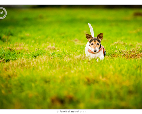 Jack Russel Terriers door Mogi Hondenfotografie