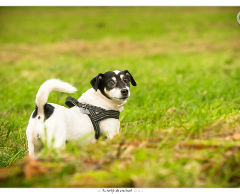 Jack Russel Terriers door Mogi Hondenfotografie