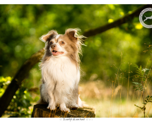 Langharige Chihuahua - door Mogi Hondenfotografie