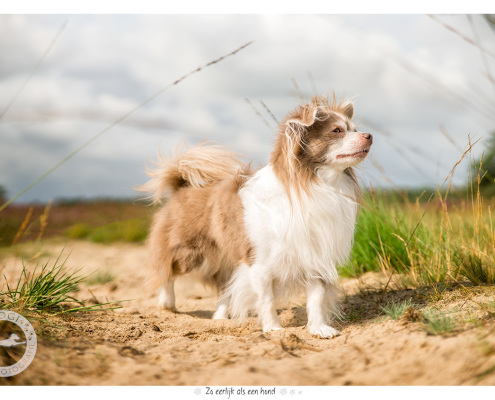 Langharige Chihuahua - door Mogi Hondenfotografie
