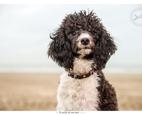 Fotoshoot voor halsbanden Designer Dog: Kubby