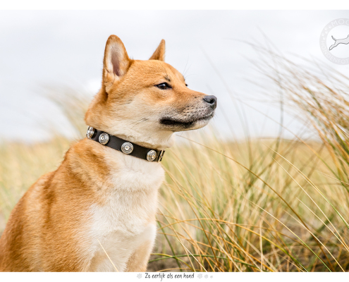 Fotoshoot voor halsbanden: Max Designer Dog