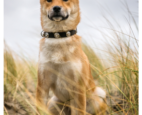 Fotoshoot voor halsbanden: Max Designer Dog