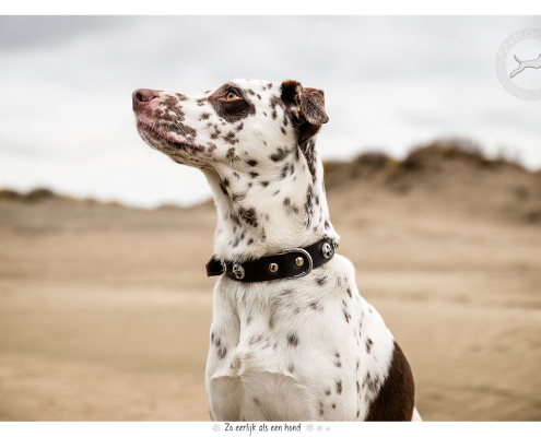 Fotoshoot voor halsbanden Designer Dog: Harvey
