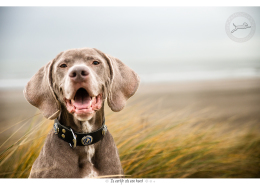 Fotoshoot voor halsbanden Designer Dog: Nica