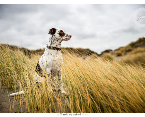 Fotoshoot voor halsbanden Designer Dog: Harvey