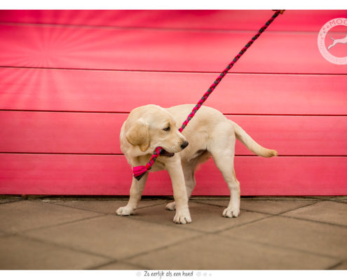 Golden Retriever pup Britt door Mogi Hondenfotografie