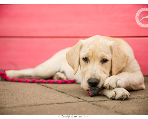 Golden Retriever pup Britt door Mogi Hondenfotografie