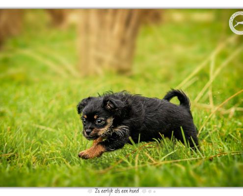 Puppies door Mogi Hondenfotografie