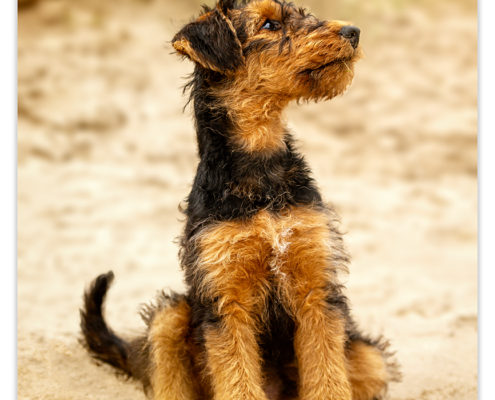Rua, Airedale Terrier pup