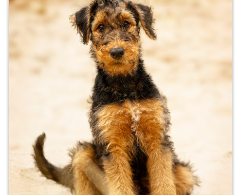Rua, Airedale Terrier pup