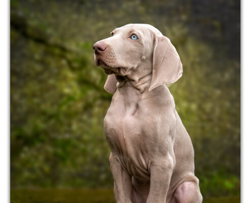 Weimaraner puppy door Mogi Hondenfotografie