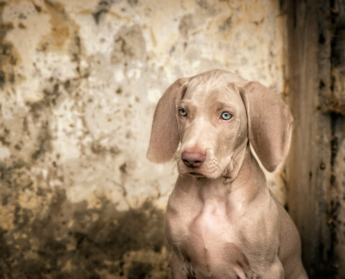 Weimaraner puppy door Mogi Hondenfotografie