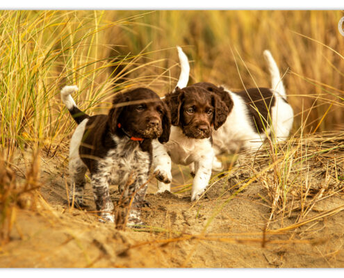 Heidewachtel pups door Mogi Hondenfotografie