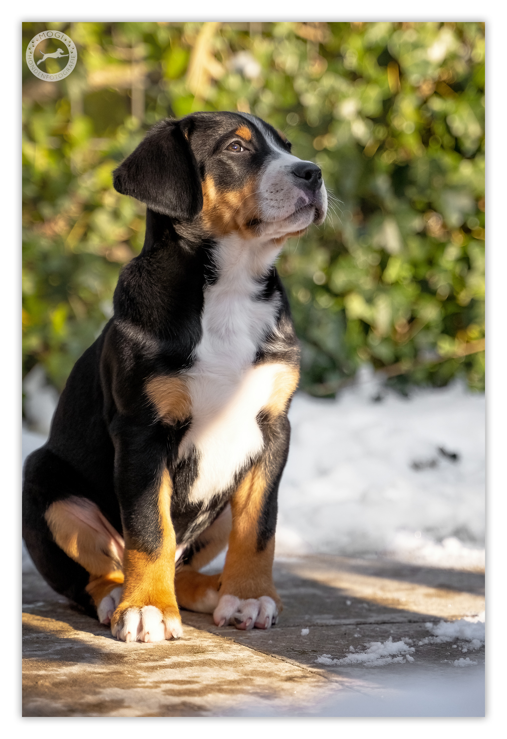 Grote Zwitserse Sennenhond Tyco, maar dan als puppy Mogi Hondenfotografie