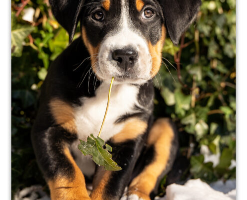 Grote Zwitserse Sennenhond puppy door Mogi Hondenfotografie