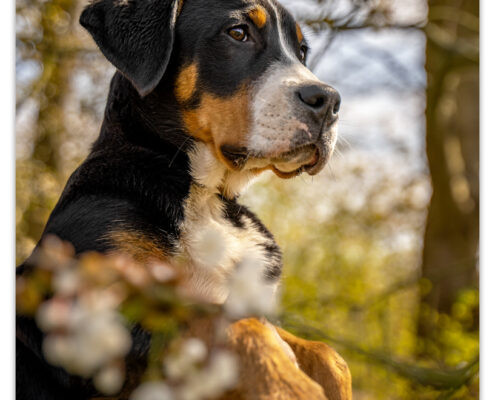 Grote Zwitserse Sennen Hond door Mogi Hondenfotografie