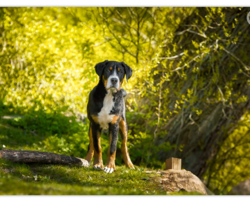 Grote Zwitserse Sennen Hond door Mogi Hondenfotografie