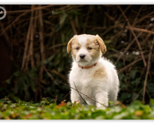 Puppy kruising door Mogi Hondenfotografie