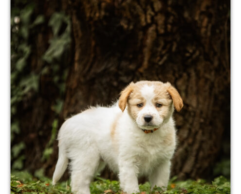 Puppy kruising door Mogi Hondenfotografie