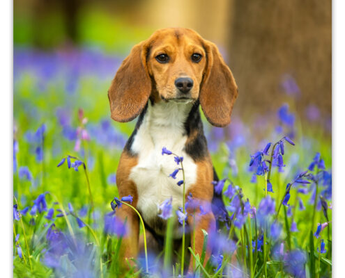 Beagle door Mogi Hondenfotografie
