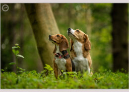Beagles door Mogi Hondenfotografie