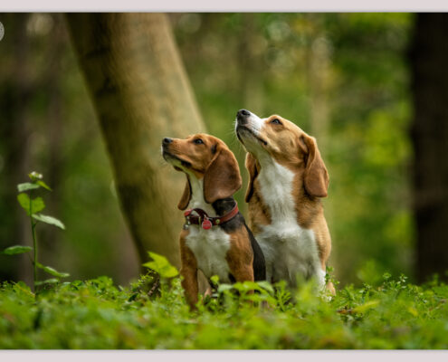 Beagles door Mogi Hondenfotografie